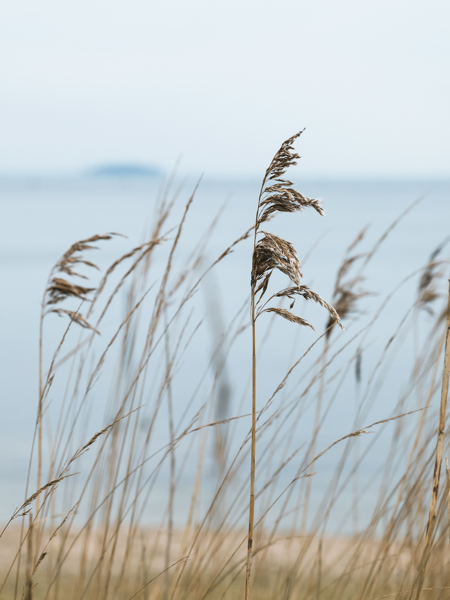 Lowcountry marsh grass along the coast